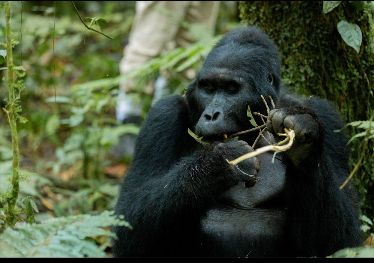 Bwindi Forest
